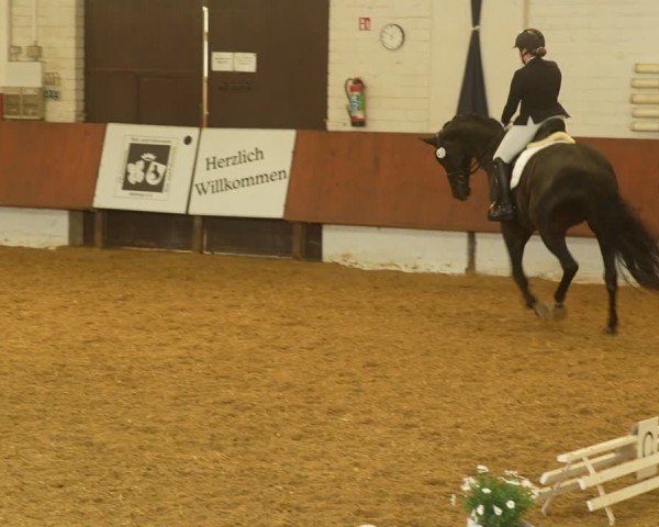 Reitturnier Bottrop 2024