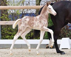 Cavallo Esquin Gold F.B. (Oldenburger, 2024, di Esquin White)