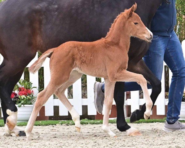 Pferd Stute von V-Power / Vincent Maranel (Oldenburger, 2024, von V-Power)