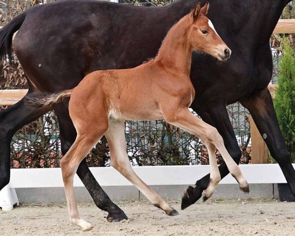horse Vin (Oldenburg show jumper, 2024, from Vingino)