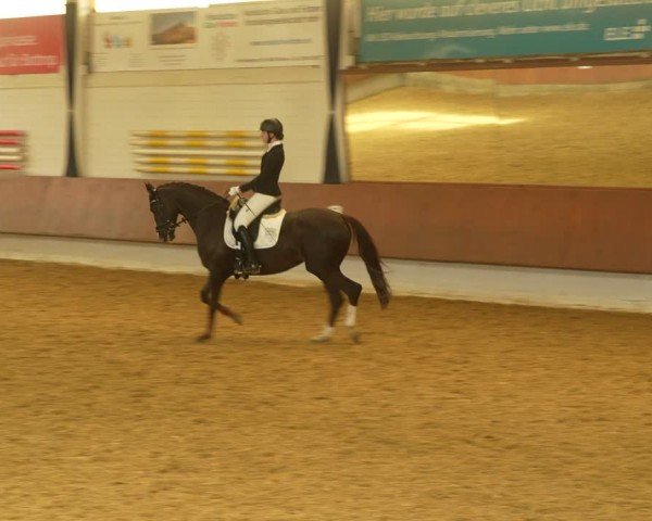 Reitturnier Bottrop 2024