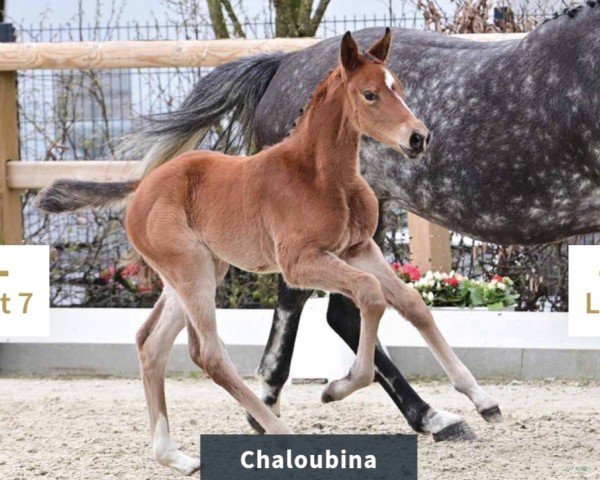 horse Chaloubina (Oldenburg show jumper, 2024, from Chaloubino PS OLD)