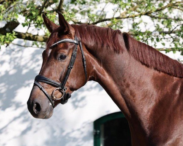 horse Bartholomäus (Hanoverian, 2020, from Birmingham)