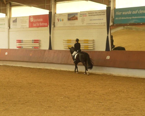 Reitturnier Bottrop 2024