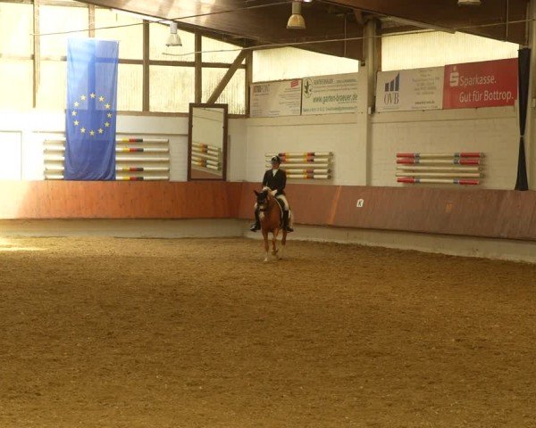 Reitturnier Bottrop 2024
