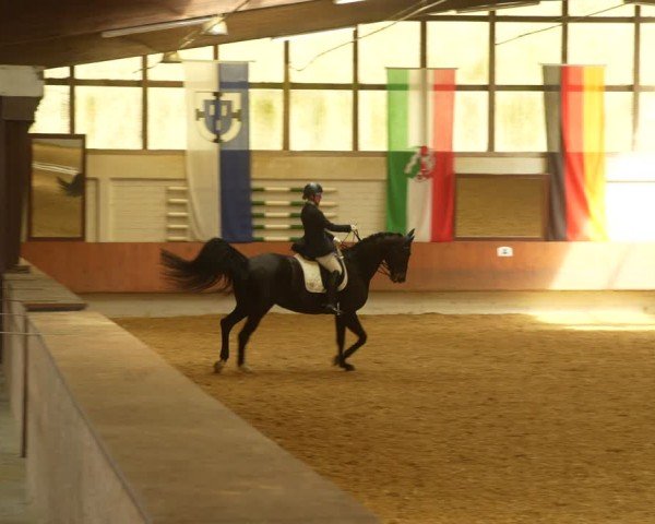 Reitturnier Bottrop 2024