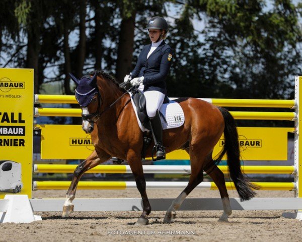 dressage horse Langtoftegard Laurino (Connemara Pony, 2010, from Sternbergs Larry Junior)