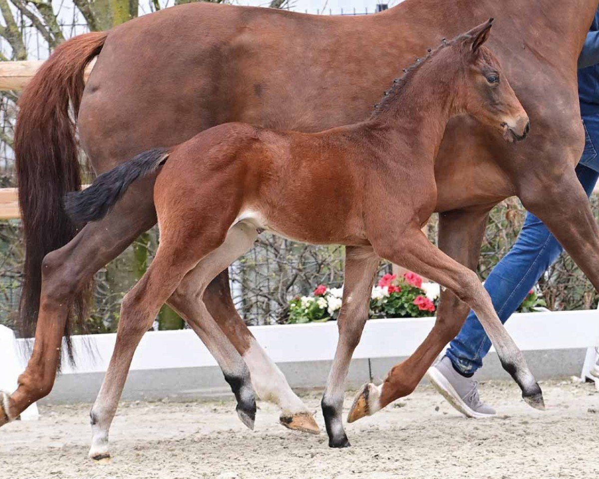 Pferd Fortissimo (Oldenburger, 2024, von Fynch Hatton)