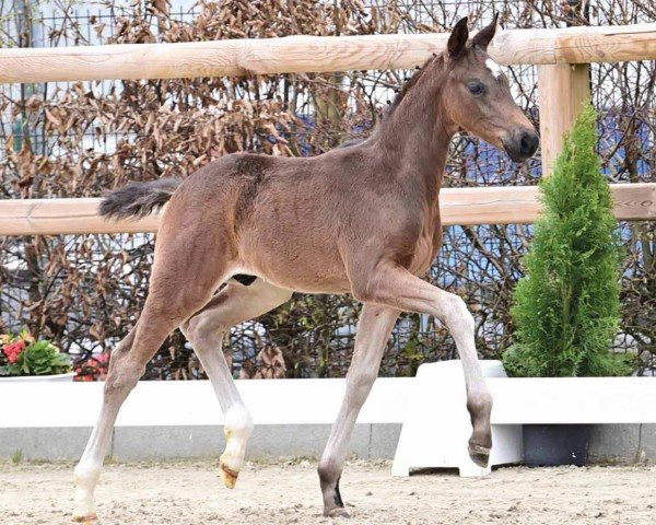 horse Hengst von Dynamic Dream / De Niro (Oldenburg, 2024, from Dynamic Dream)