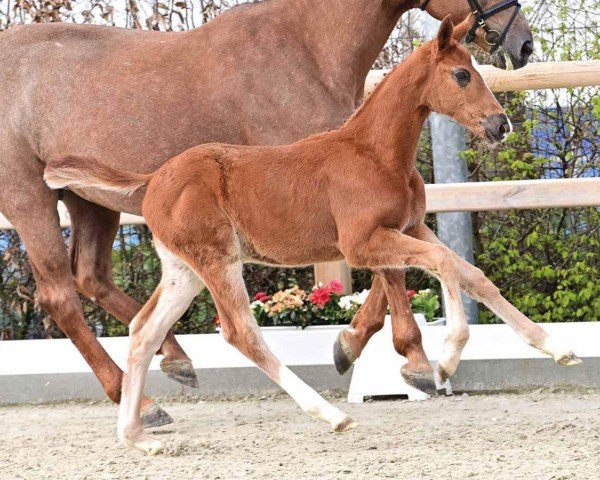 horse Dear Darling (Oldenburg show jumper, 2024, from Drako de Maugre)