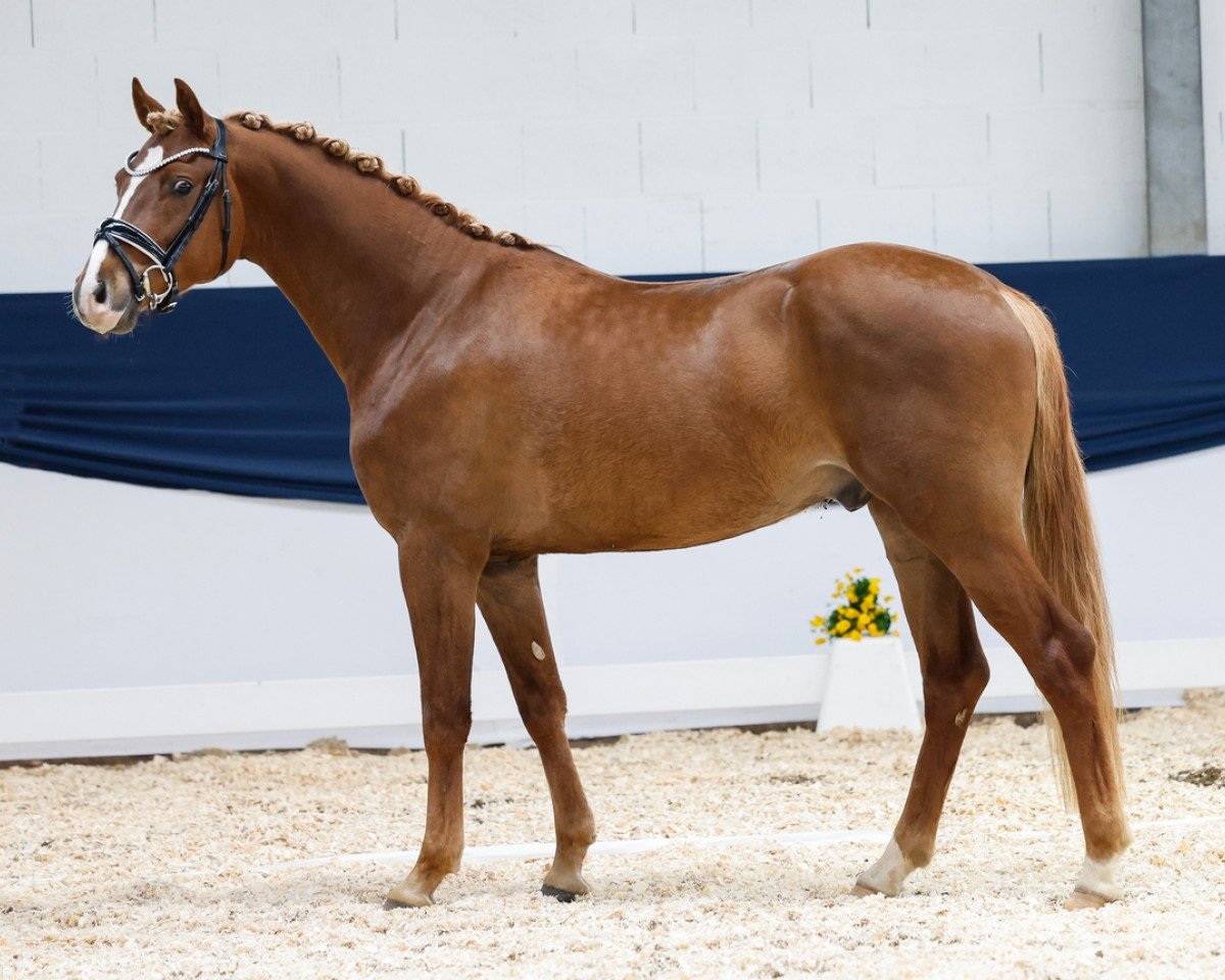horse Heiligenbergs Dunkelgold (German Riding Pony, 2021, from D-Gold AT NRW)