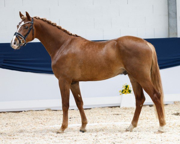 horse Heiligenbergs Dunkelgold (German Riding Pony, 2021, from D-Gold AT NRW)