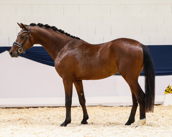 horse Donnarumma (German Riding Pony, 2021, from D-Power AT)