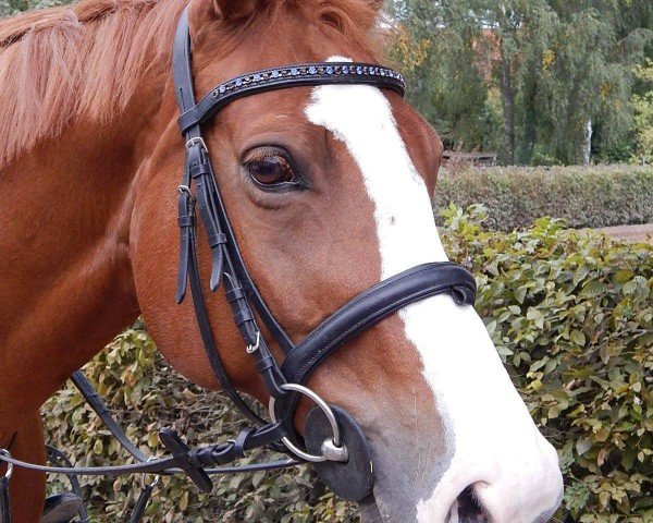 jumper Curby van't Braunerthof (Belgian Warmblood, 2002, from Talexis van't Voorhof)