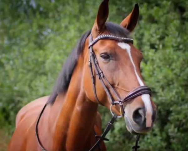 Springpferd Charlize 14 (Zweibrücker, 2010, von Ciacomo)
