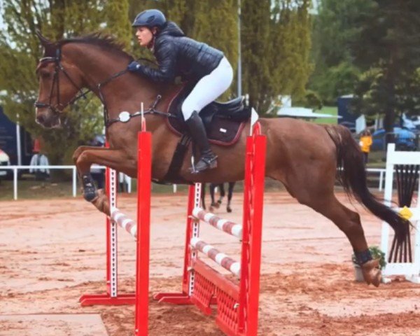 Springpferd Camillo B (Holsteiner, 2004, von Clearway)