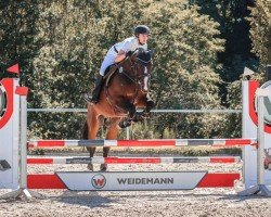Springpferd Erasmus (Belgisches Warmblut, 2004, von Oleander van de Herkkant)