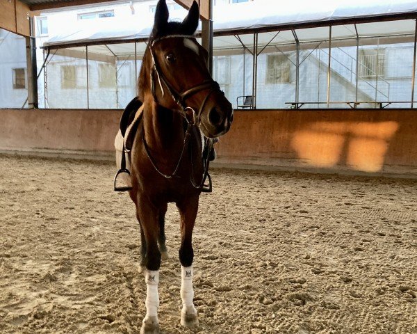 dressage horse Acido (Württemberger, 1991, from Albatron)