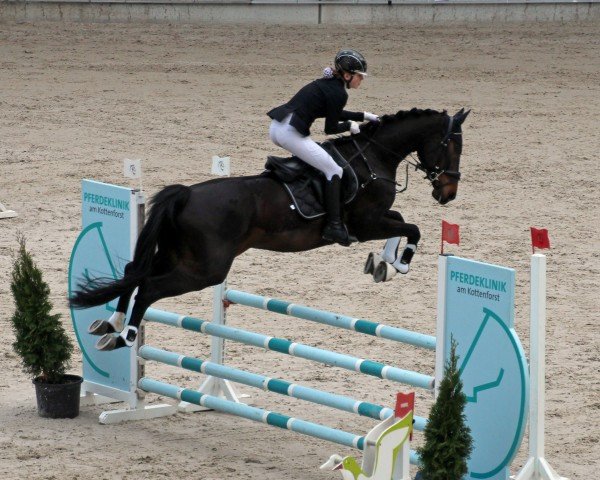 Springpferd Cassandra 397 (Westfale, 2015, von Captain Jack 44)