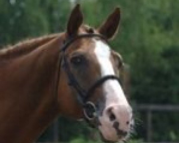 stallion Twist des Noues (Selle Français, 1985, from Muguet du Manoir)