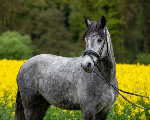 Pferd Connor´s Moonlight (Connemara-Pony, 2020, von Cailin Finneigeas)