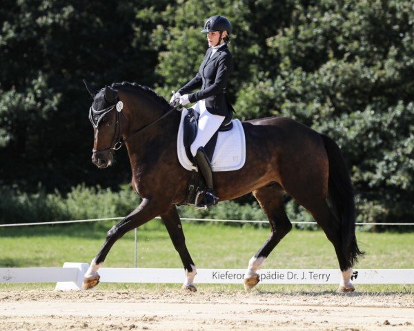 Dressurpferd Daristander AL (Hannoveraner, 2018, von Daytona)