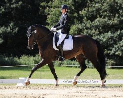 Dressurpferd Daristander AL (Hannoveraner, 2018, von Daytona)