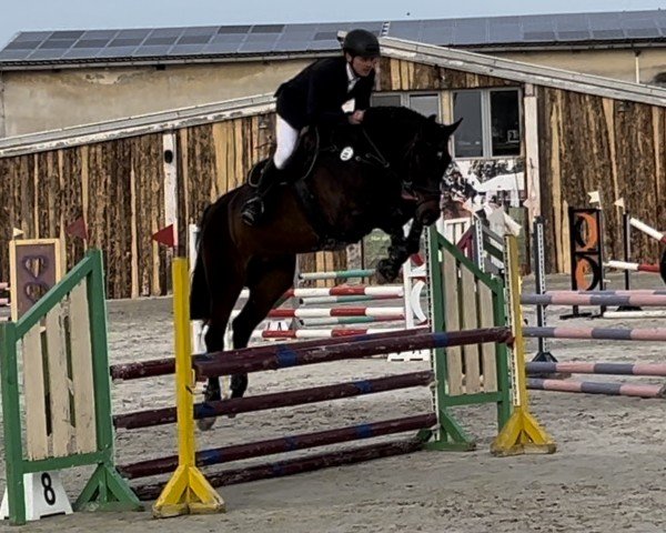 jumper Cetin (German Sport Horse, 2015, from Courtier)