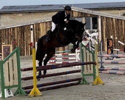 jumper Cetin (German Sport Horse, 2015, from Courtier)