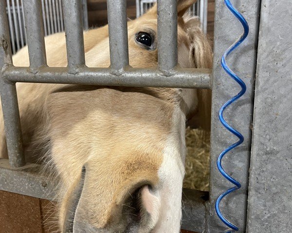 horse Charlotte (German Warmblood, 2020, from Nancho's Golden Star)