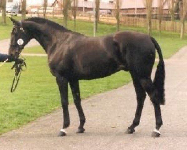 stallion Criminal Law xx (Thoroughbred, 1987, from Law Society xx)