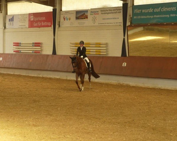 Reitturnier Bottrop 2024