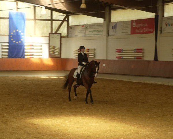 Reitturnier Bottrop 2024