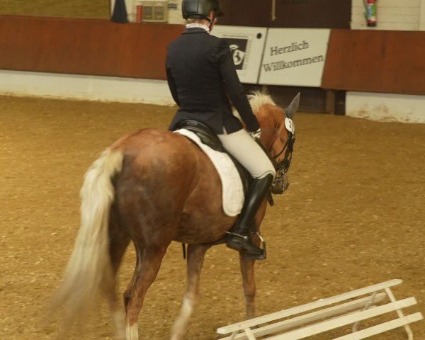 Reitturnier Bottrop 2024