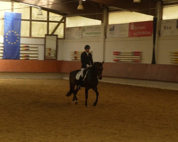 Reitturnier Bottrop 2024