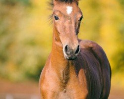 jumper Delight of Hope (Westphalian, 2015, from Dibadu L)