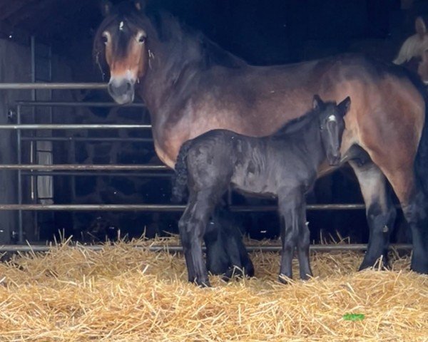 Pferd Anni (Rheinisch-Deutsches Kaltblut, 2024, von Adoro)