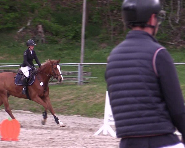 Reitturnier Lgl.-Oberhain, B95 2024