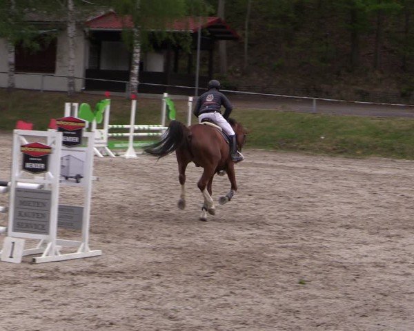 Reitturnier Lgl.-Oberhain, B95 2024