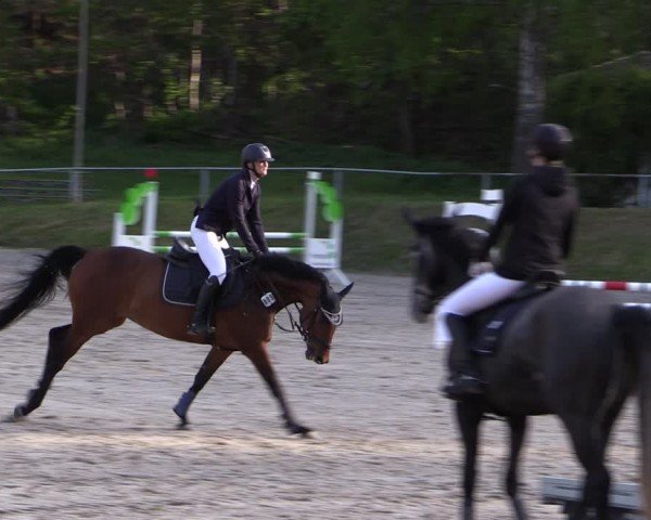 Reitturnier Lgl.-Oberhain, B95 2024