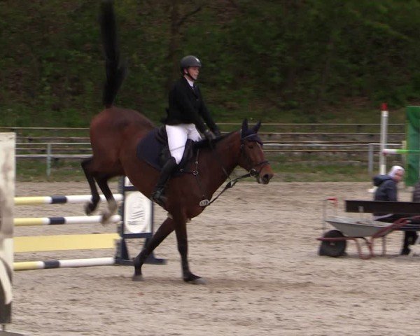 Reitturnier Lgl.-Oberhain, B95 2024