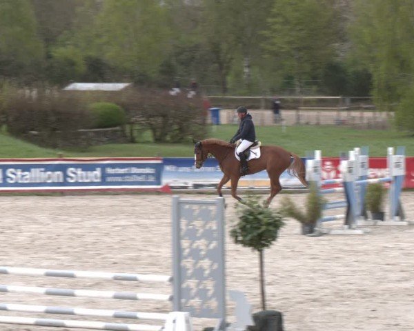 Reitturnier Westergellersen 2024