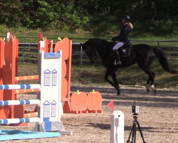 Reitturnier Lgl.-Oberhain, B95 2024