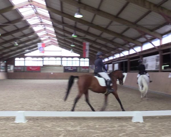 Reitturnier Elisenau 2021