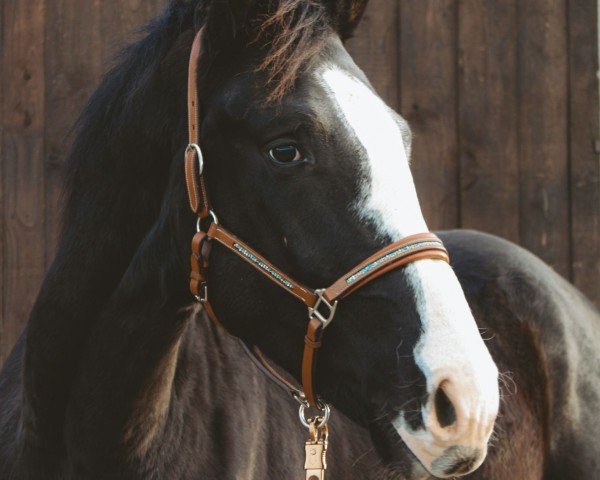horse Curti Kunterbunt (Hanoverian, 2021, from Chubakko)