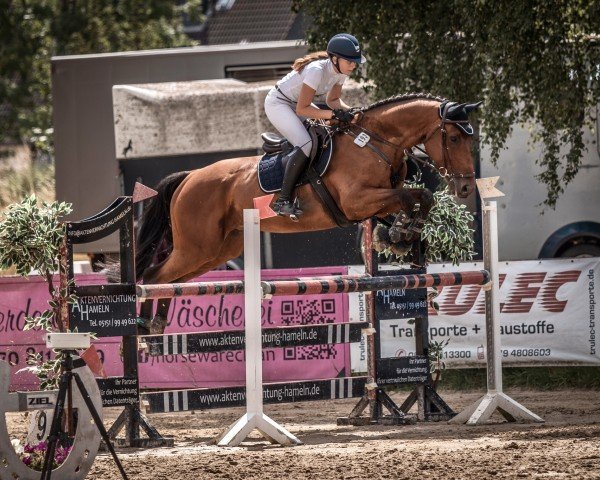 jumper Figaro 273 (KWPN (Royal Dutch Sporthorse), 2010, from Guccio)