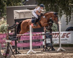 jumper Figaro 273 (KWPN (Royal Dutch Sporthorse), 2010, from Guccio)