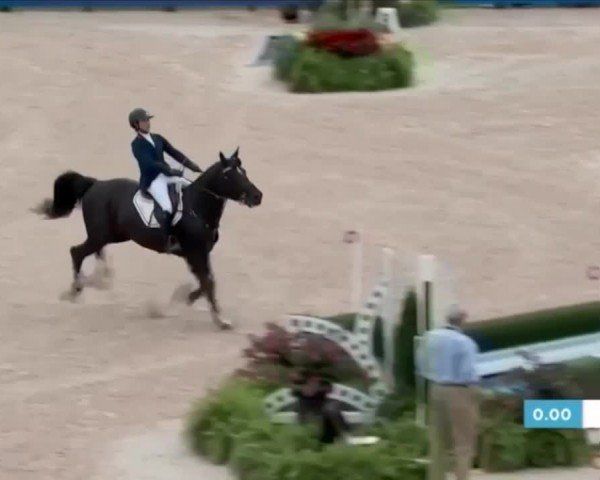 Online Hengstschau Zuchthof Klatte & Partner 2024