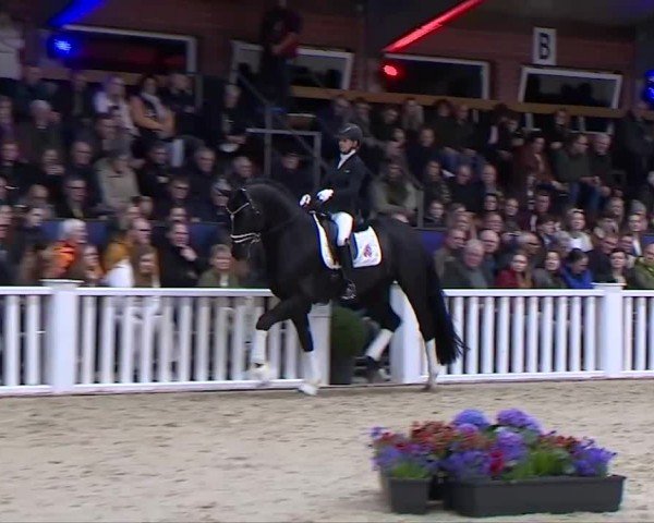 Online Hengstschau Zuchthof Klatte & Partner 2024