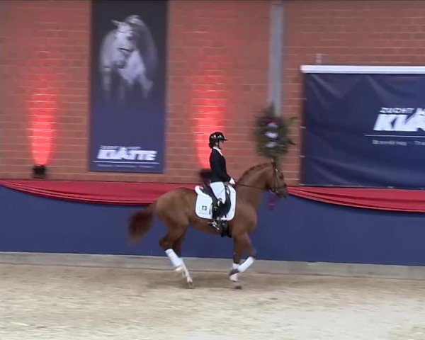 Online Hengstschau Zuchthof Klatte & Partner 2024